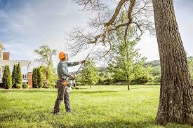 Best Root Management and Removal  in Fern Park, FL