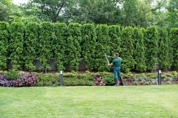 Best Leaf Removal  in Fern Park, FL