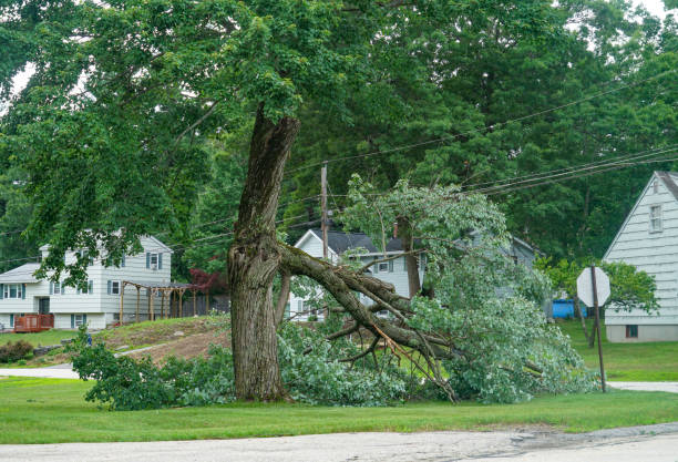 Fern Park, FL Tree Care  Company