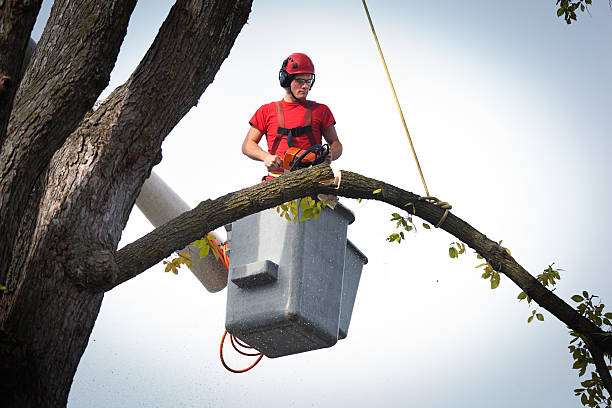 Best Storm Damage Tree Cleanup  in Fern Park, FL