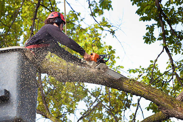 How Our Tree Care Process Works  in  Fern Park, FL