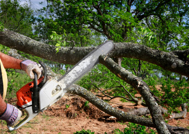 Best Tree Cabling and Bracing  in Fern Park, FL